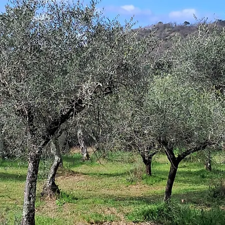 Il Grottino Di * サルツァーナ