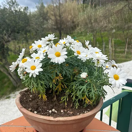 Il Grottino Di Sarzana