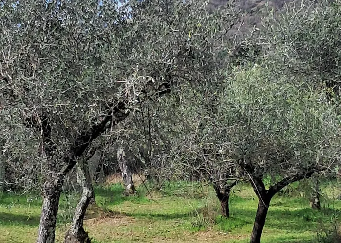 Il Grottino Di * サルツァーナ